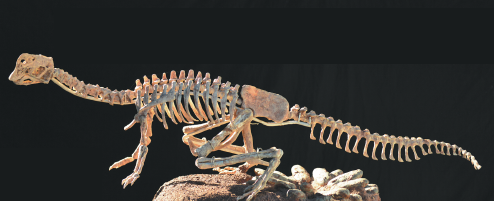 iGuangdong's tweet photo. 🥚🦕 It took nearly three years for workers at a #dinosaur museum in #Heyuan to restore a nest of 11 dinosaur eggs unearthed near a local bridge. There are nearly 20,000 dinosaur egg fossils on display at the museum since the 1st dinosaur egg fossil was dug up in 1996. #OnlyInGD https://t.co/RucAig74G9