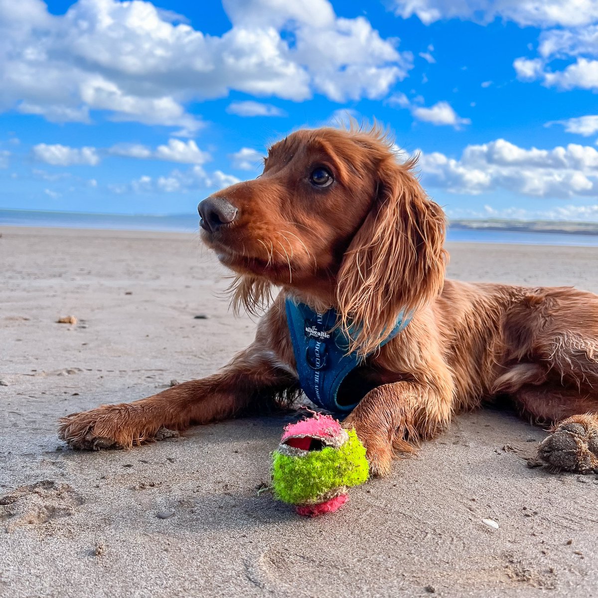 Good morning!🐾 Happy Weekend from Obi &amp; me!🐬

Photo from the last weekend trip to Filey in North Yorkshire!😍 We both loved Yorkshire so much!🐾

#DogsofTwittter #dogoftheday