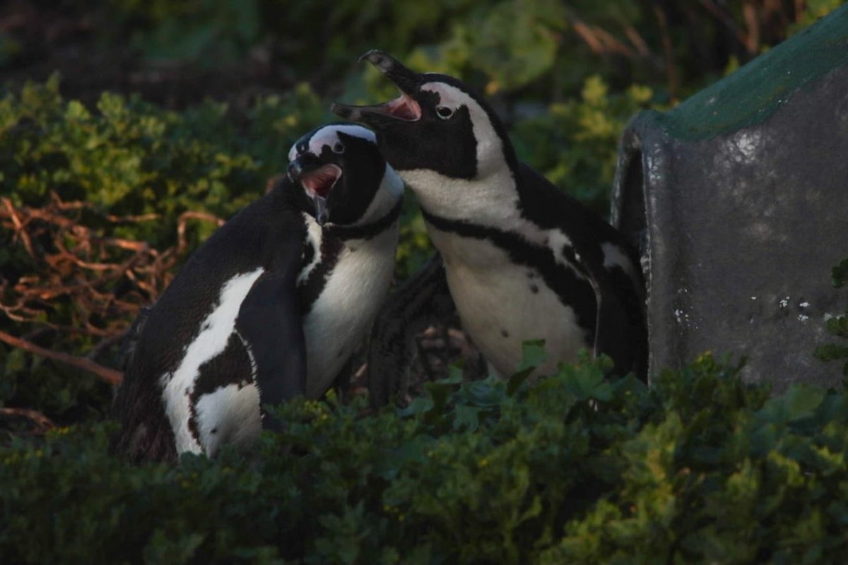 The APSS (@apssza) on Twitter photo #AfricanPenguin awareness campaign 2022, if we want to say #NotOnMyWatch we need to act now. African penguins have been sounding the alarm for years, now their braying voices are going silent. <a href="/BarbaraCreecy_/">Minister of Environment, Forestry & Fisheries 🇿🇦</a> <a href="/environmentza/">Environmentza</a> <a href="/CapeNature1/">CapeNature</a> <a href="/2OceansAquarium/">Two Oceans Aquarium</a> Photo: Eduard Drost #AfricanPenguin awareness campaign 2022, if we want to say #NotOnMyWatch we need to act now. African penguins have been sounding the alarm for years, now their braying voices are going silent. <a href="/BarbaraCreecy_/">Minister of Environment, Forestry & Fisheries 🇿🇦</a> <a href="/environmentza/">Environmentza</a> <a href="/CapeNature1/">CapeNature</a> <a href="/2OceansAquarium/">Two Oceans Aquarium</a> Photo: Eduard Drost