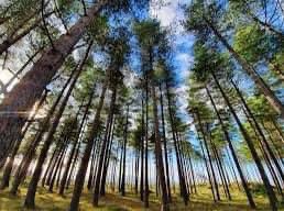 NorthWWalesathletics tweet media