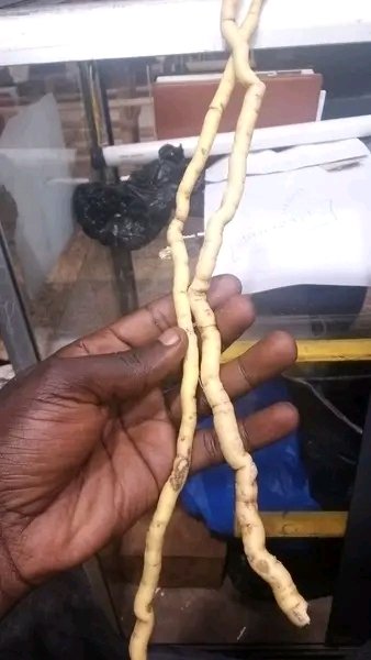 PizzieWest's tweet photo. Lwasa grab your mulondo osilike, Ladies will not run from you again ✌️ https://t.co/UQJIvlOpt3