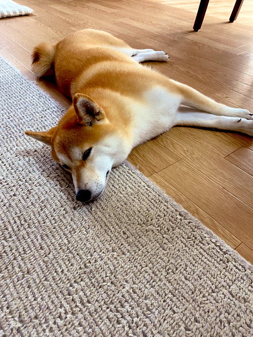 数日前に戻ってきたけど既に犬に会いたくなってしまってる。これは実家のあちこちで落ちてたシバイヌチャン🐶🥺 