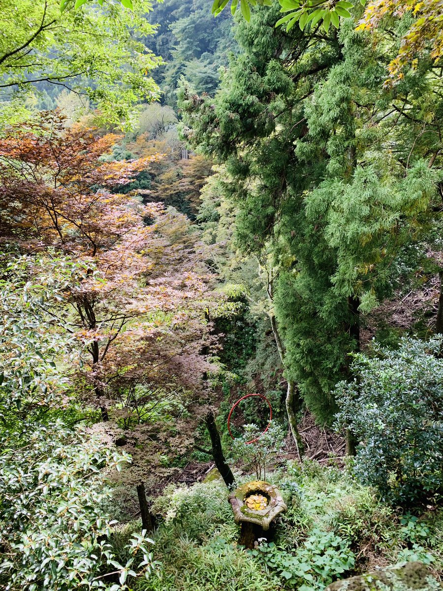 Makoto_Pin2's tweet photo. 大磯プリンスホテル→大山登山

インフィニティプールから見える水平線、富士山が綺麗。早朝6時過ぎにもかかわらず大人気。

大山登山は往復60分程で急な勾配だけど、自然が豊かで気持ちよい。
300円で土器の皿を投げて赤い輪を通すゲームとか面白いですよ！
紅葉の時期に戻ってきたいな。 https://t.co/y4qgORq0Zp