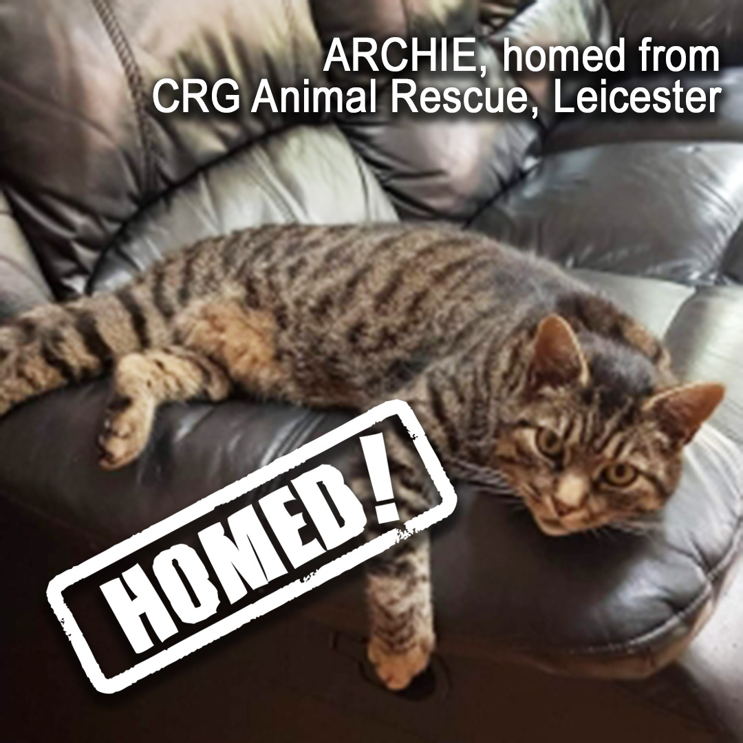 Happy #Caturday! This week’s good news comes from CRG Animal Rescue in Leicester. Archie (10), who loves to snuggle, has found his forever home via Cat Chat. For more #HappilyRehomed cats, please see our “Roll of Honour” at catchat.org/homed-cats/ind…
#AdoptDontShop
