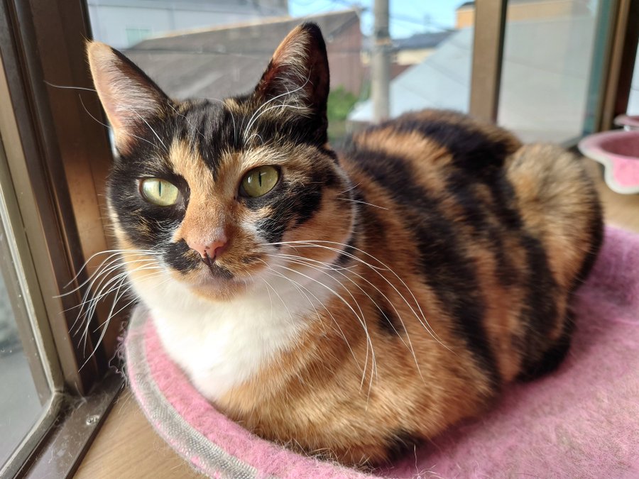 保護猫カフェ 猫ホテルねこんチ 大阪にある猫カフェ 子猫のへや