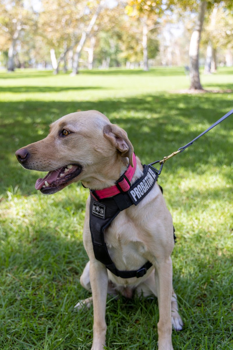 OCProbationDept's tweet photo. Orange County Probation Department is excited to introduce the second of its three new K9 partners, Lady. Lady and her K9 Handler Deputy Probation Officer Amrhein graduated K9 Handler Training in May. Welcome to Probation, Lady!
#WeAreOCProbation #JoinOCP #K9 #Lady https://t.co/Pexow3ubJR