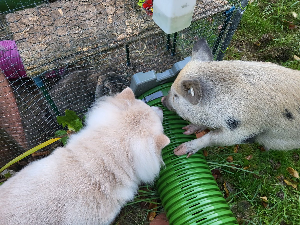 Worried my pets are unionising