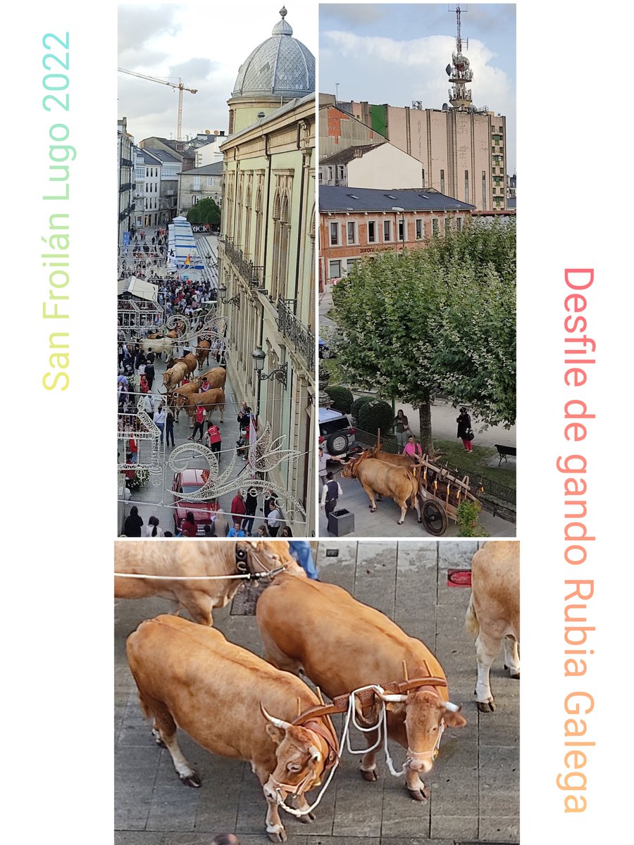 #SanFroilán #sanfroilan2022 #Lugo #sanfroilanear
X Desfile de Gando Tradicional de San Froilán 
elprogreso.es/album/galerias…