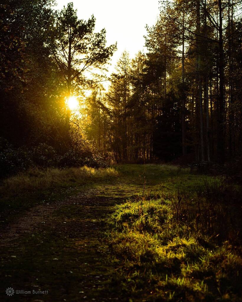 willburnett's tweet photo. Sun hits the trails in Ashdown Forest #ashdownforest #sunset #naturephotography #d750 #nikonphotography https://t.co/srJNt4RiDR https://t.co/sQm1AR7OBI