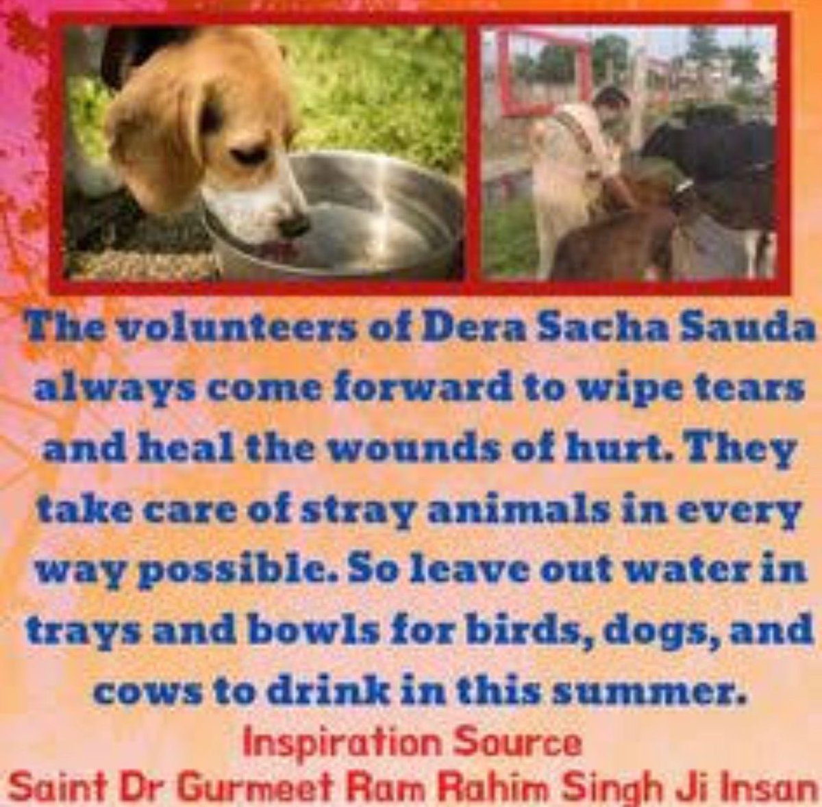 72Dhaliwal's tweet photo. #FeedEveryCreature With the idea that no body should sleep empty stomach , Dera Sacha Sauda volunteers under the guidance of present master Saint Gurmeet Ram Rahim Ji leave out water in bowls and food for stray animals and birds. https://t.co/FKaN3RDisP