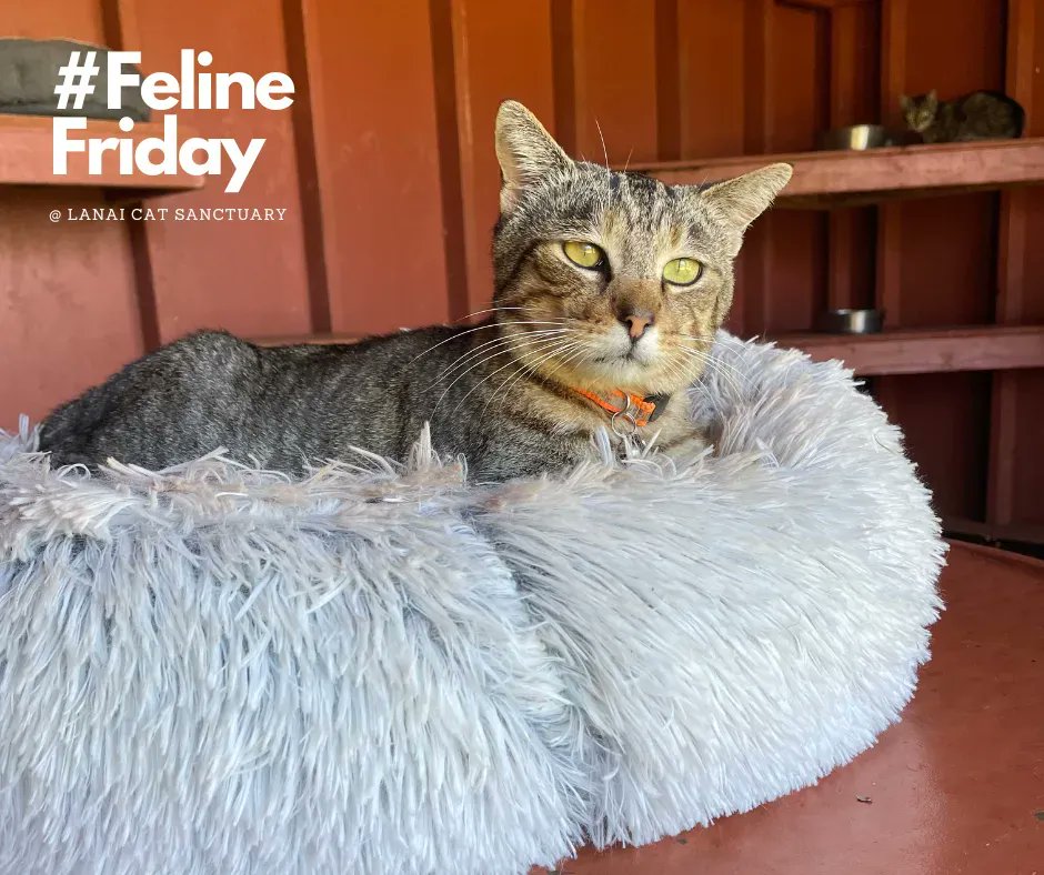 LanaiCats's tweet photo. Django is enjoying his newly donated cat bed. The perfect lounger for naps, daydreaming, and people watching. Ain’t nothing cuter than a furry cat in a fuzzy bed. ☺️ #visitlanaicatsanctuary #welovecats #kittypurradise #catsfordays #catslove #animalsanctuary https://t.co/Z17cD8ijsX