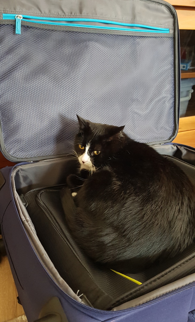 Every time we take out a suitcase to start packing. Every. Time. 😄 #pets #cats #travel