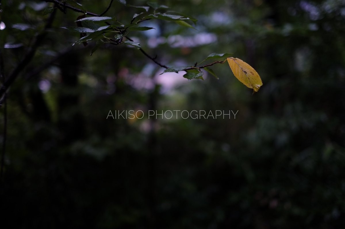 photo_graphyNFT's tweet photo. こんにちは。本日の予定です。
・秋雨がしっとり濡れるような
イメージ素材集『雨曝秋』リリース
・note の更新
今日も1日頑張りましょう。
#pxta #クリエイティブ #ブログ
#今日の積み上げ #ウェブデザイン
#ブログ初心者 #ストックフォト
#毎日更新 #季節の写真 #写真販売
#アート #背景素材 https://t.co/rswx0shFv6