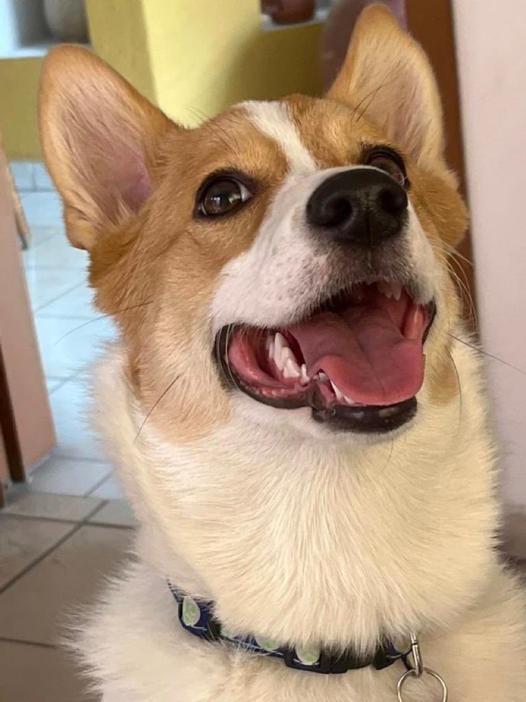 florenlo's tweet photo. Mi amor perruno 🐾 https://t.co/bTUWSXZ2kC