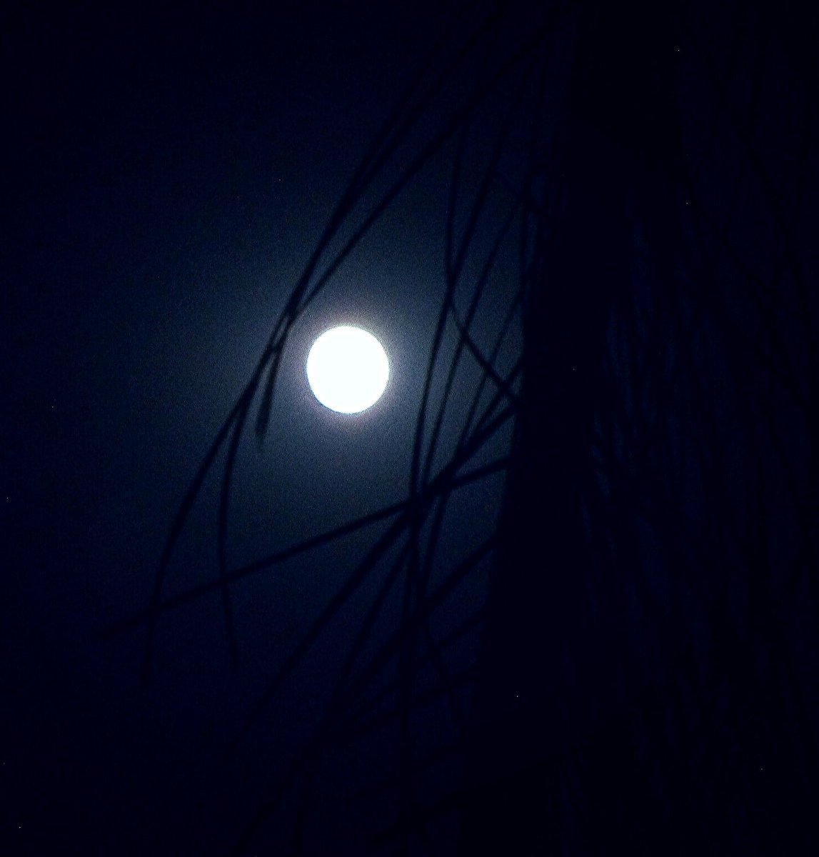 Luna love

#moonrisephotography #moonmagic #NaturePhotography #landscapephotography #naturemood #nightphotography #skyshot #moodscape #sombermoods