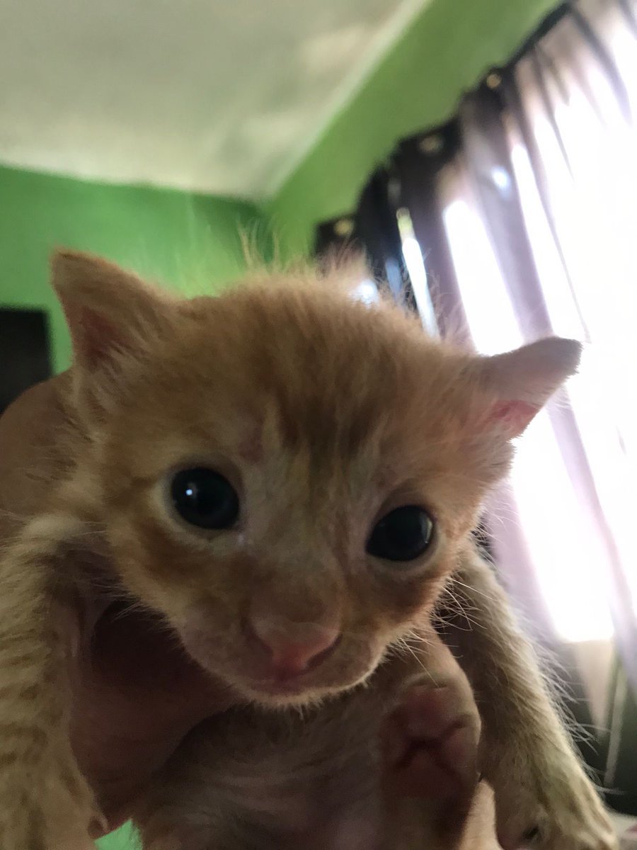 Alynomas1's tweet photo. @chaoticcatpics https://t.co/5xPQfwl0Pw