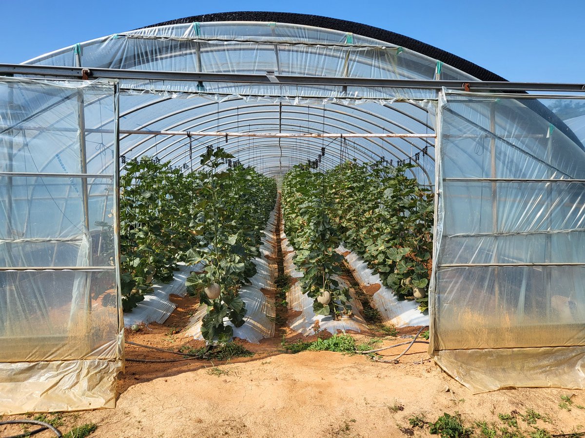 우주벌새 tweet media