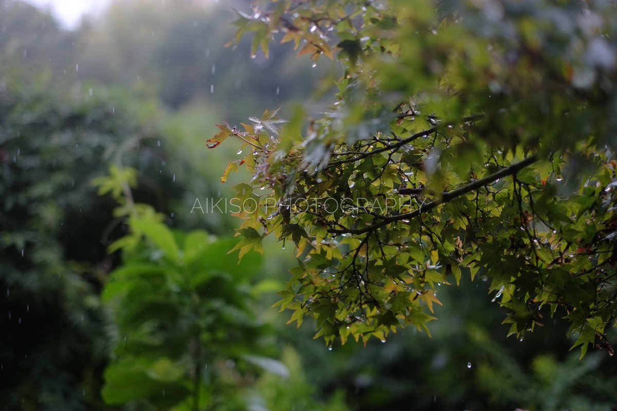 photo_graphyNFT's tweet photo. しとやかに濡れる様な秋
イメージ素材集『雨曝秋』
びしょ濡れになれながら
撮影いたしました。
#pxta #クリエイティブ #ブログ
#今日の積み上げ #ウェブデザイン
#ブログ初心者 #ストックフォト
#毎日更新 #季節の写真 #写真販売
#アート #アドビストック #背景素材 https://t.co/RRtxhk5Y0f