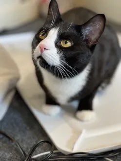 KeithOlbermann's tweet photo. ROCKY IS MISSING IN WALLINGTON, NJ Last seen at Stevens Rd and Blue Ridge CT. He's 7 pounds and chipped: 985141001706566. If you've seen Rocky, please call 888-466-3242 and PLEASE RT ROCKY! https://t.co/kTMOlIaSij