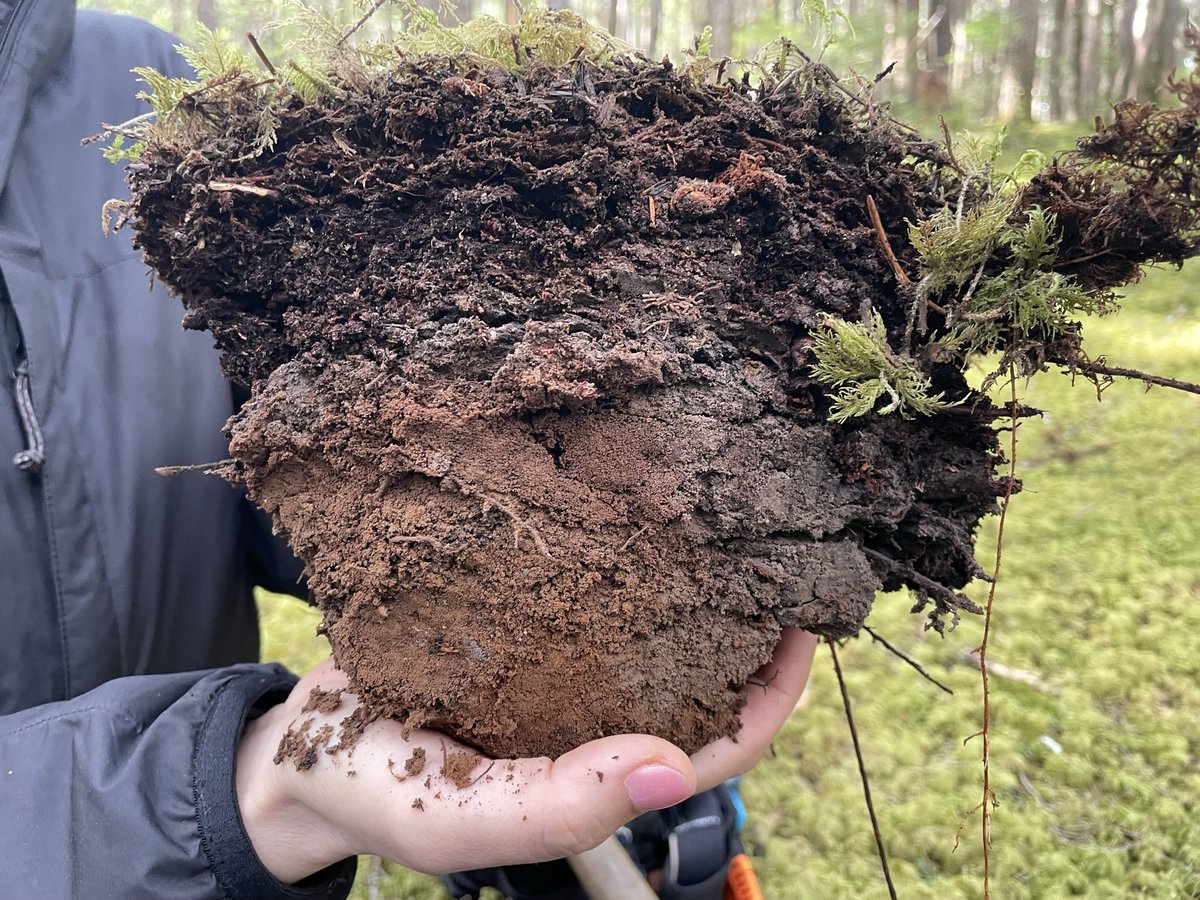 jtcornelis's tweet photo. Fully funded Postdoc and MSc 2-year positions to investigate the controls of soil-plant interactions on root exudation #soil #processes #belowgroundrevolution - DM with CV if excited to dive into new soil-root challenges with the SoilRes3 crew @ubcLFS https://t.co/B5IlkgHh2K https://t.co/oIEzbMVgbG