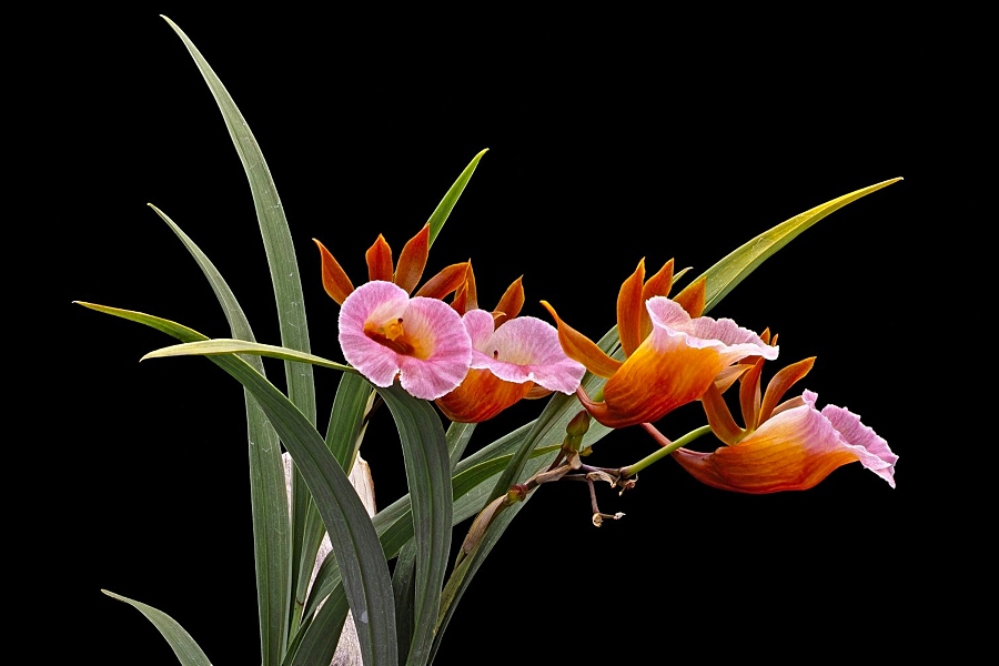 KubinRonnie's tweet photo. Galeandra batemanii 🌺🌱🥀
 Is a species of orchid native to Oaxaca,
 Belize and Central America.
#orquideas #orchids #蘭 #gardening 
#flore #フラワーズ #flowers #plants 
#wildorchids #กล้วยไม้ #wildflowers 🌺🌺🌺 https://t.co/KchWvlSuAB