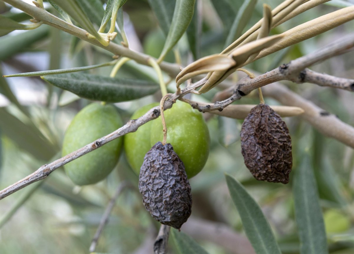 Efeagro's tweet photo. El consumidor pagará caro el recorte previsto en la producción de aceite de oliva por la sequía. Habrá menos ventas, exportaciones y consumo, según los actores de la cadena. La rentabilidad de los agricultores está en duda. 

@CoopsAgroES #Anierac #Asoliva
https://t.co/Le3FTdhbDe https://t.co/NVGkjHebNN