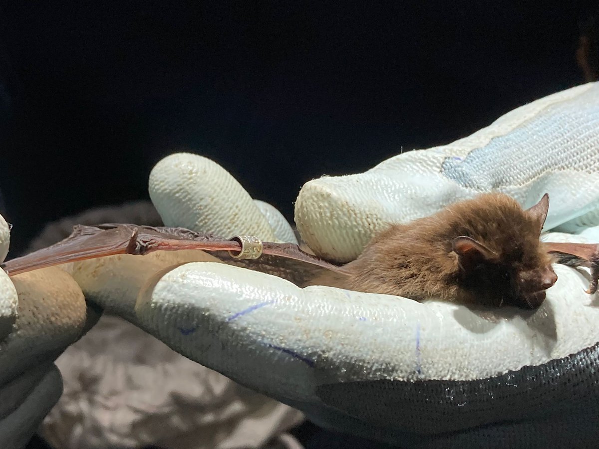 As part of the National Nathusius' Pipistrelle Project we are ringing bats to try and better understand their movements. This one was ringed near Norwich as an adult in September 2017 and was recaptured this week aged at least six! #Bats #Nathusius (Photo: @norfolktreeally)