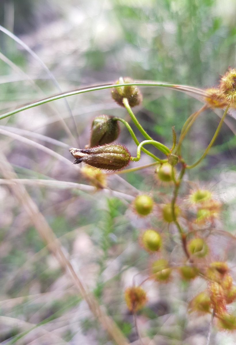 Paradoxa18's tweet photo. @RayMondeDeux @CarnivoreIs Have vegan neighbours
They buy factory food from a supermarket
Don't get it.
But at least they appreciate the irony of being surrounded by carnivorous plants
Thousands of them, many in flower, though still waiting for the bridal rainbow to open
#wildoz
#sundews
#triggerplants https://t.co/6rrVvBphYn