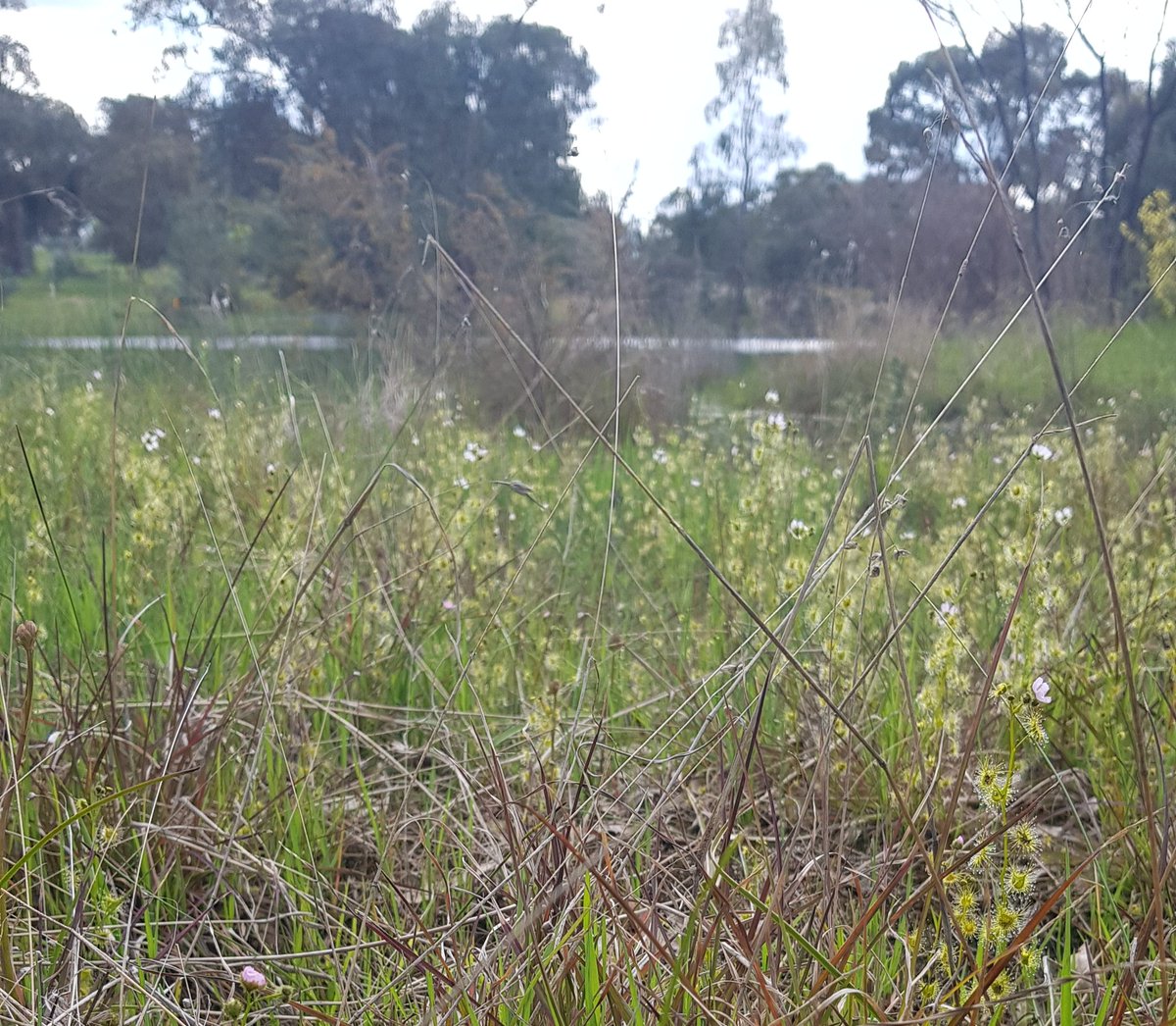 Paradoxa18's tweet photo. @RayMondeDeux @CarnivoreIs Have vegan neighbours
They buy factory food from a supermarket
Don't get it.
But at least they appreciate the irony of being surrounded by carnivorous plants
Thousands of them, many in flower, though still waiting for the bridal rainbow to open
#wildoz
#sundews
#triggerplants https://t.co/6rrVvBphYn