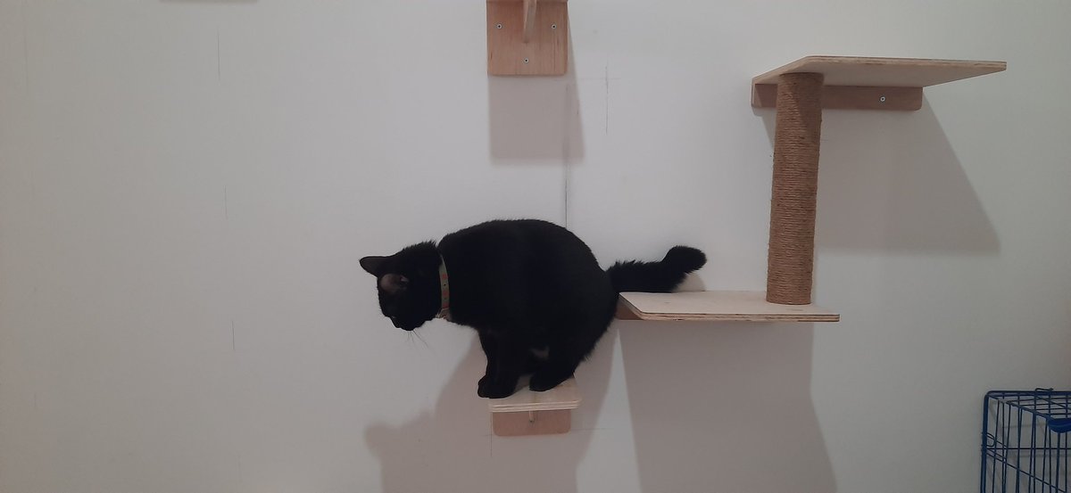 Mili,Bas,Picco,Oyen tweet media