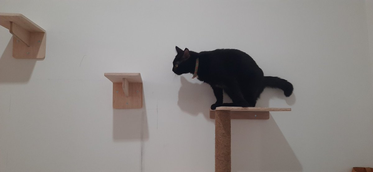 Mili,Bas,Picco,Oyen tweet media