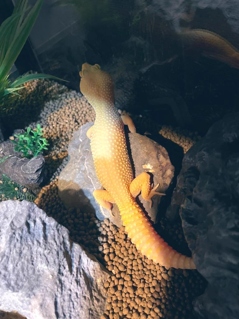 @hidekiccan 暖かい岩の上で食休みしてるウチのﾌﾞﾅｰﾅです🍌 