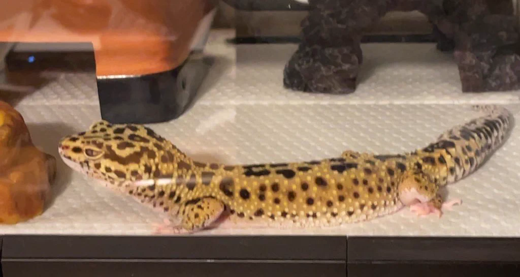 @hidekiccan うちの子も、だいたいのこと気にしません🦎😅 