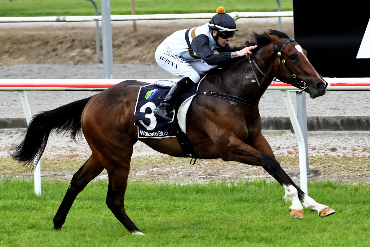 Forsman_Racing's tweet photo. "The Intimidator" did exactly that to his highly credentialed rivals today. The progressive son of Toronado, given a lovely ride by Wiremu Pinn, was extremely impressive today. Congratulations to all the connections and staff 🥳 https://t.co/n2Bt8qbE5u