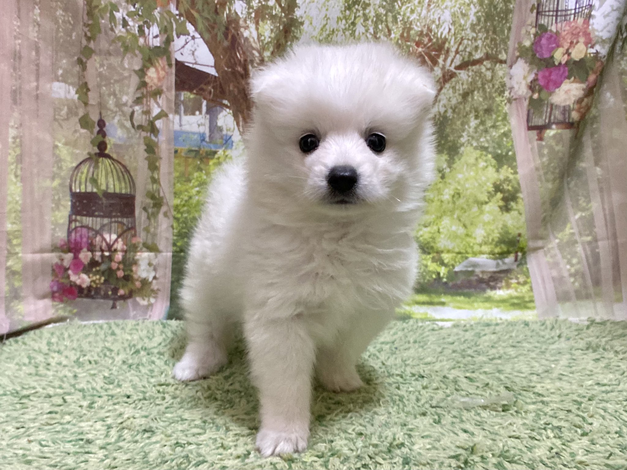 White Lab 日本スピッツブリーダー R Whitelab Twitter