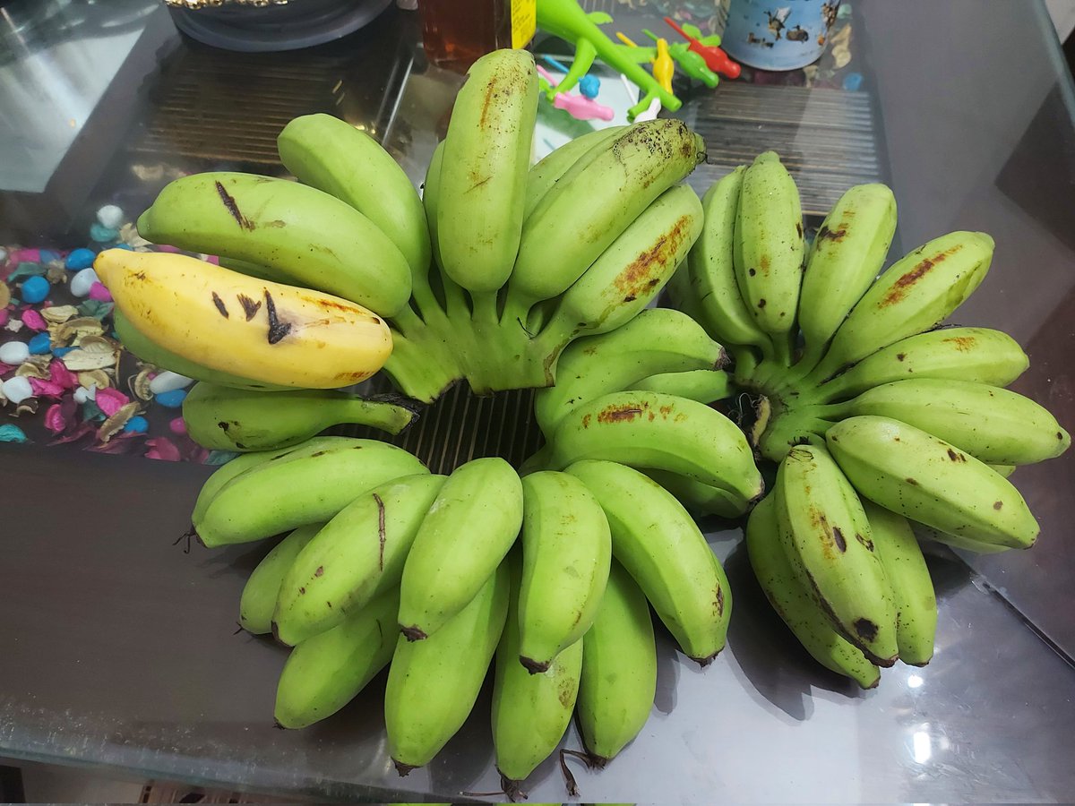 nilambarrath's tweet image. କଦଳୀ କେମିତି ପାଚେ? ଏଥର ଦେଖିବା। ସତରେ, ଘର ଏକ ବଡ଼ ପରୀକ୍ଷାଗାର। #HomeExperiments