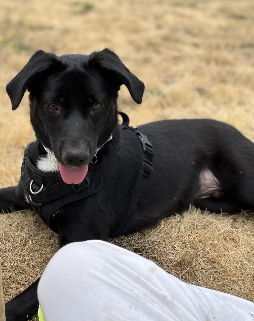 Luke_n_Chester's tweet photo. @AlisonDeLuca @lexakb @catherine_urbon @kellyemccall @LaurelMasse @rolypoly1234 @buitengebieden @FenixLumiere Yes, thank you very very much! 😊
🖤from Chester🐕‍🦺 https://t.co/VcSIsIWjut