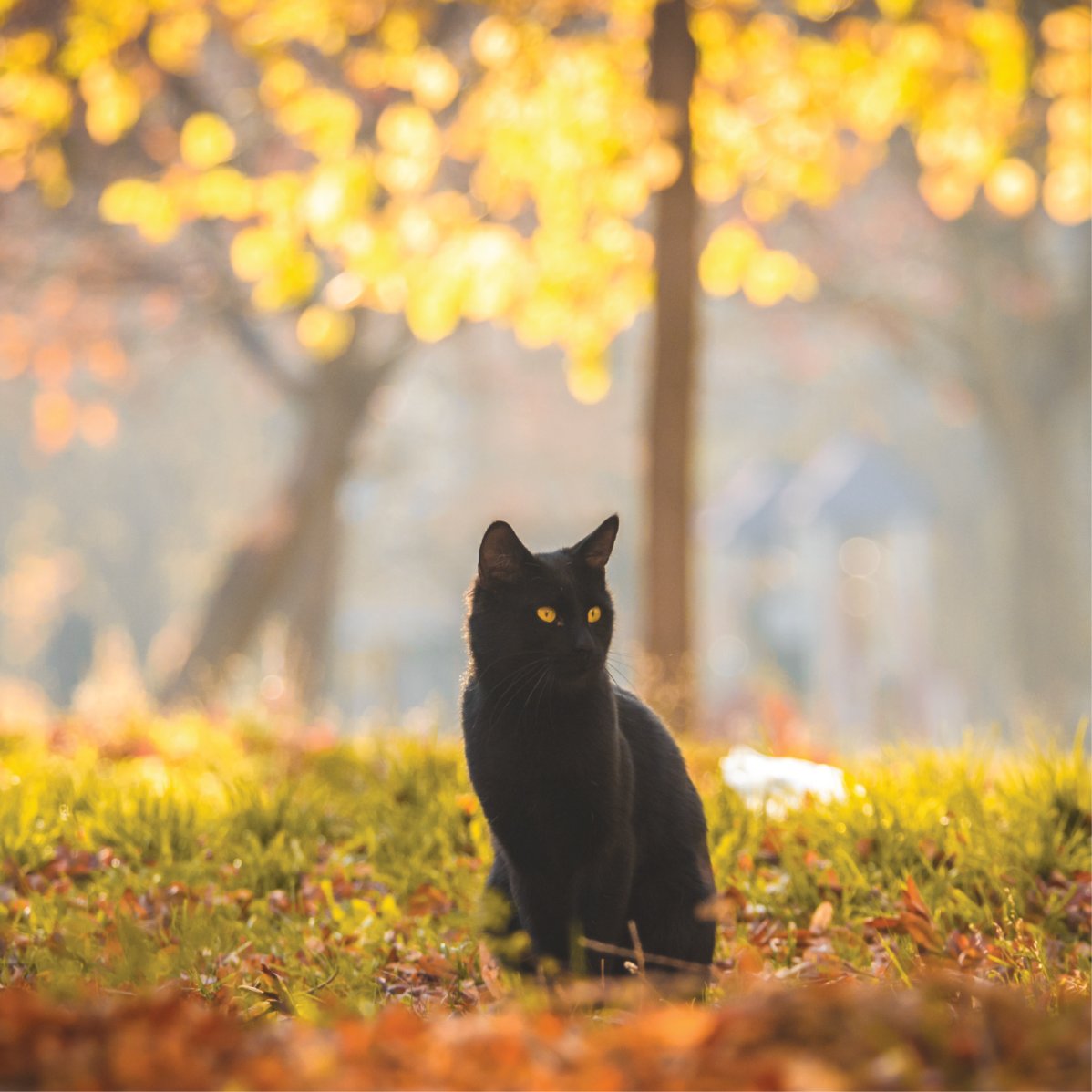 Ssecilylmz's tweet photo. #Caturday #happycat #autumncat #blackcatlover #CatsLover https://t.co/BOJA1IQRME