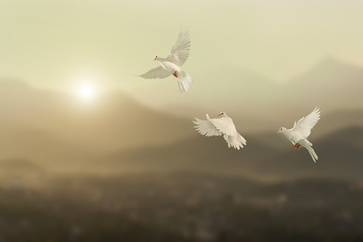 aldamu_jo's tweet photo. Udazkenean usoak
pasaian dira partitu,
Hala hala naiz ni ere
neure herritik airatu.
Hedoi artetikan mendi
gora batean pausatu.
Hemen denbora behar dut
beti benetan pasatu. #Usoak #Mendia #Udagoiena https://t.co/dp5F6ZN3yb