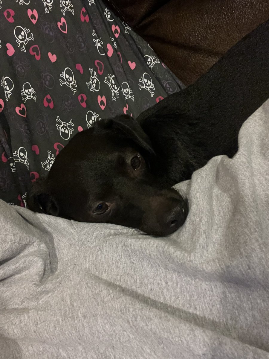Luke_n_Chester's tweet photo. @juniper_bears Hello Franklin 👋 We are snuggling with hooman while she reads &amp; scrolls through twitter

🖤 from 🐾Luke &amp; Chester🐕‍🦺 https://t.co/vS9NvTLVRY