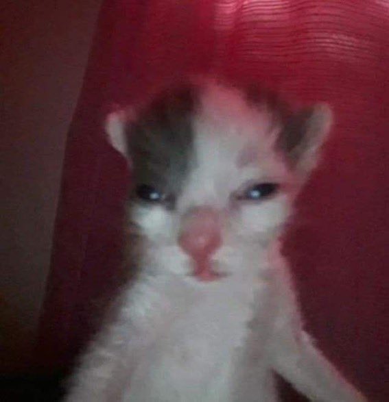 𝙱. 𝙱𝙴𝙻𝙻𝙰𝙳𝙾𝙽𝙽𝙰 (@sm0keinshadow) on Twitter photo 