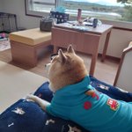 ツイートに含まれる画像