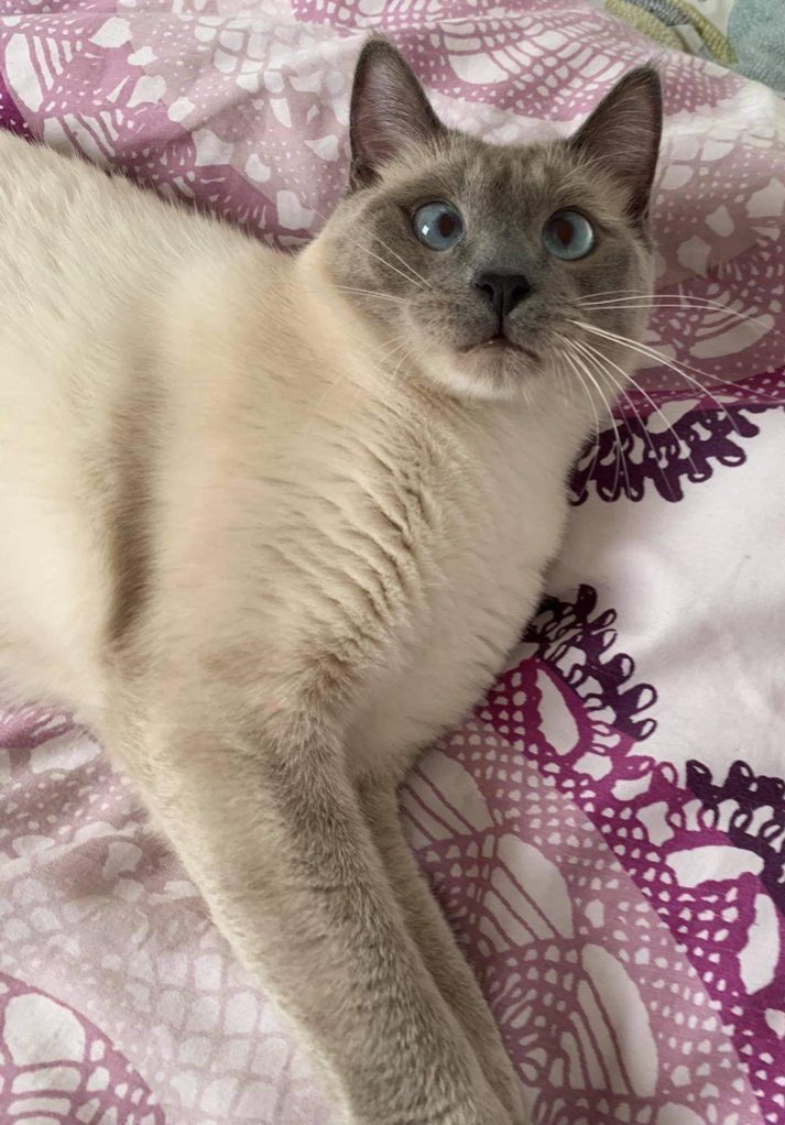 tavumarie's tweet photo. « T’as aucune autorité » 

Mais quand il fait une bêtise comment je suis supposée me fâcher même ? https://t.co/X3WEljaBNd