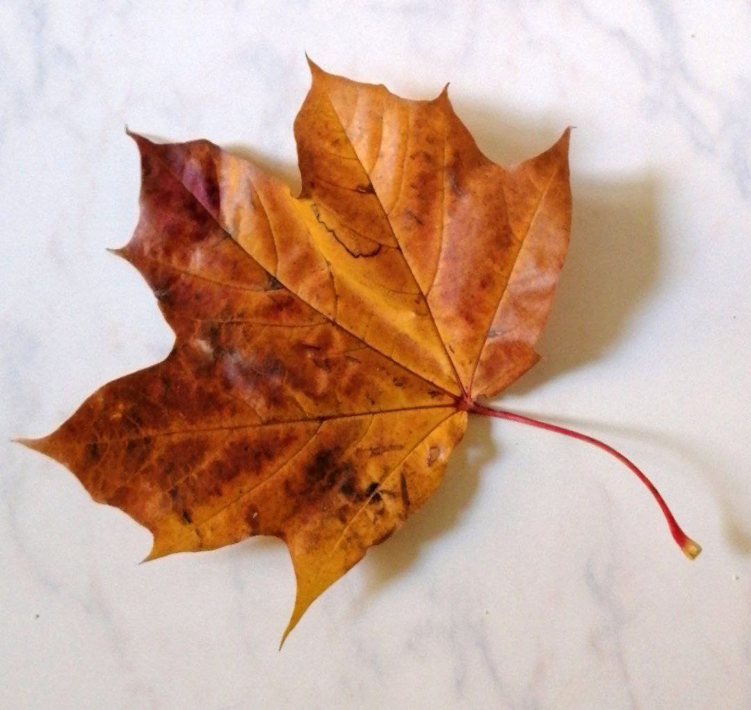 Gm #NFTCommunity 🧡
The leaf flew into my room this morning.