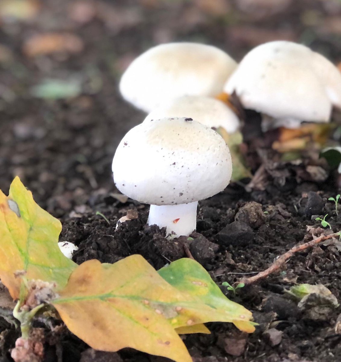 The woodlands are full of magic. #fungi #fieldmushrooms #toadstools #autumn #woodland #magic