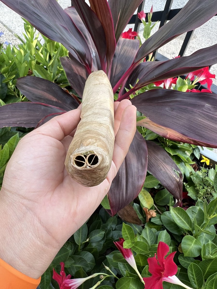 When they say I am BULLISH they don’t mean it like we do at GHNFTEES !!! We are a #cult #family #community I am so bullish I rolled a banana joint in celebration of our #RottenBananos @SrPetersLAB <a href="/srpeters/"></a> <a href="/GodHatesNFTees/">God Hates NFTs 🐇</a> <a href="/ApeHaterClub/">Ape Hater Club </a> <a href="/Thebrooklandss/">The Brookland Smoke Shop</a> are here to stay!!!