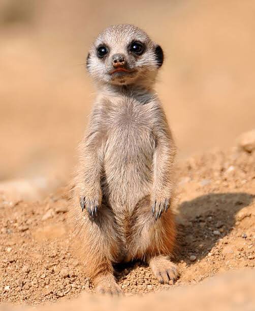 İyi ki Öğrendim on Twitter: "Mirketler eğer sevdiğini başka biriyle