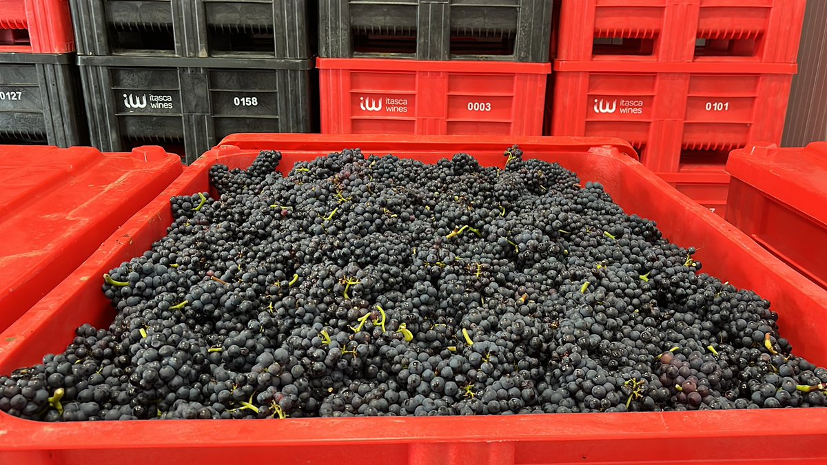 Some pristine Pinot Noir from our Penn Croft vineyard - 100% regeneratively farmed. Very excited to be making our first single vineyard still and sparkling wines <a href="/ItascaWines/">Itasca Wines</a> <a href="/Penn_Croft/">Penn Croft Vineyards</a>