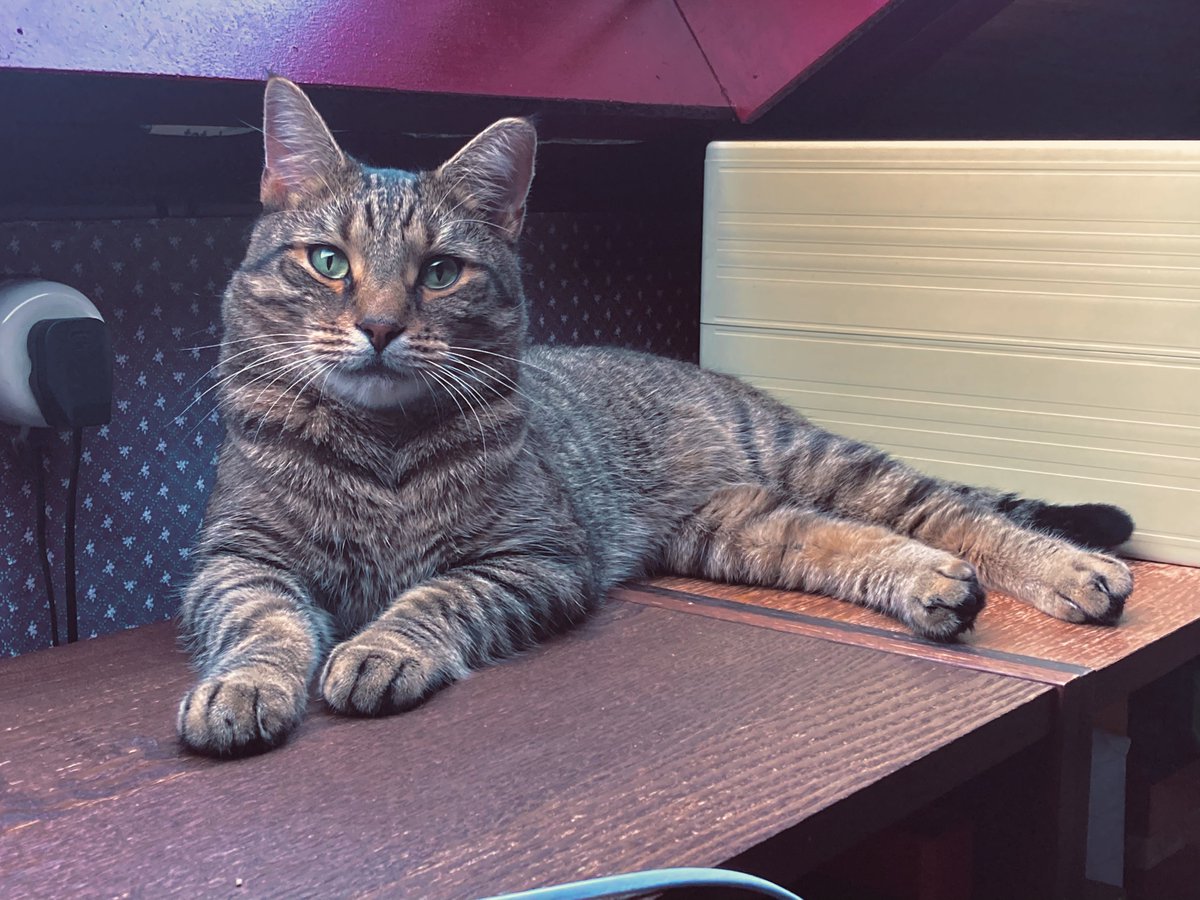 My name is Jones, Indiana Jones! #scottishshorthair #borninscotland #myfurrybaby #cats #beautiful #cateyes #green