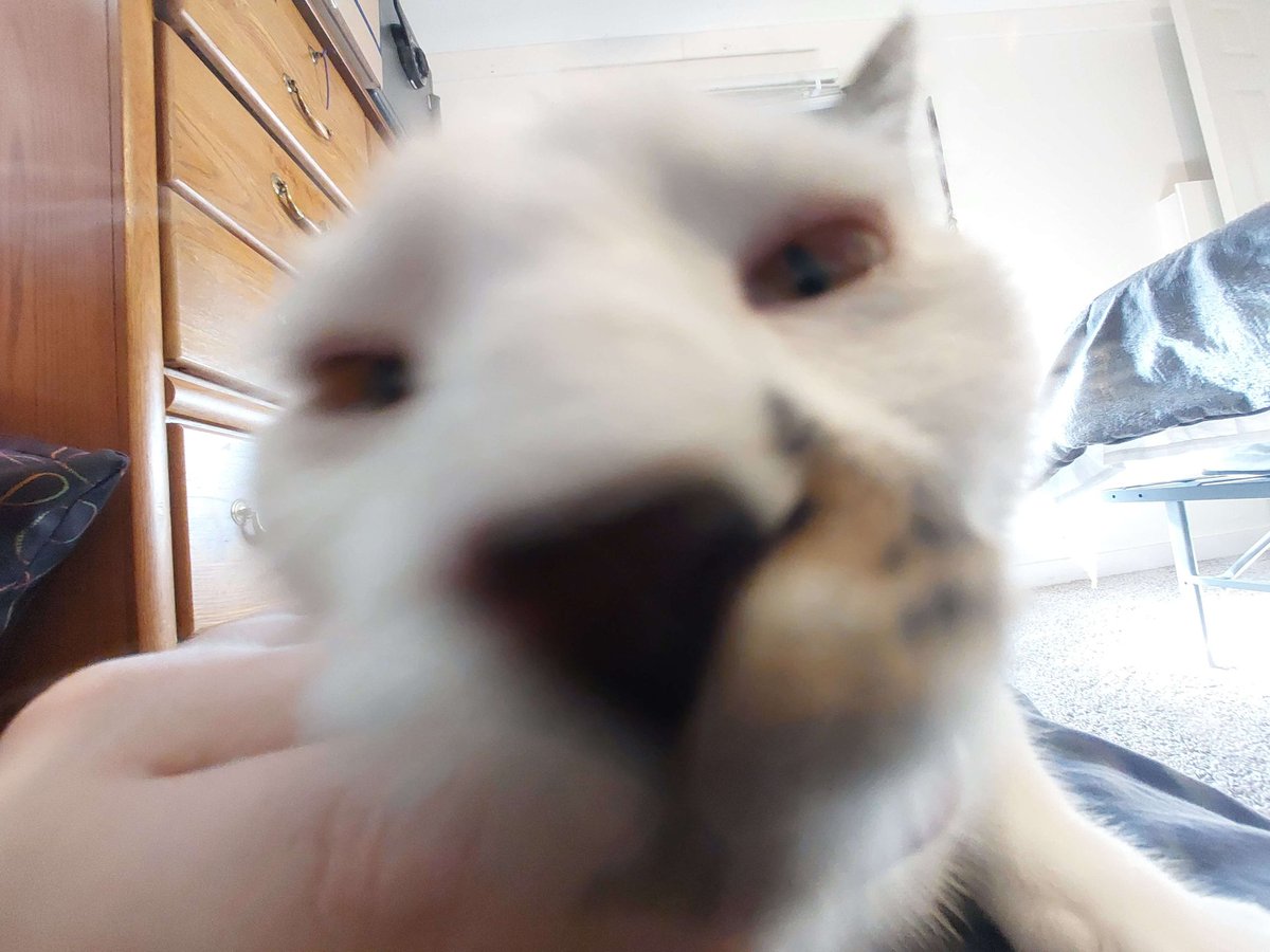 rubyopalite's tweet image. When a dog gets the zoomies, it's cute and funny...
When a cat gets the zoomies, it's like being held at knifepoint in 7/11 at 3am